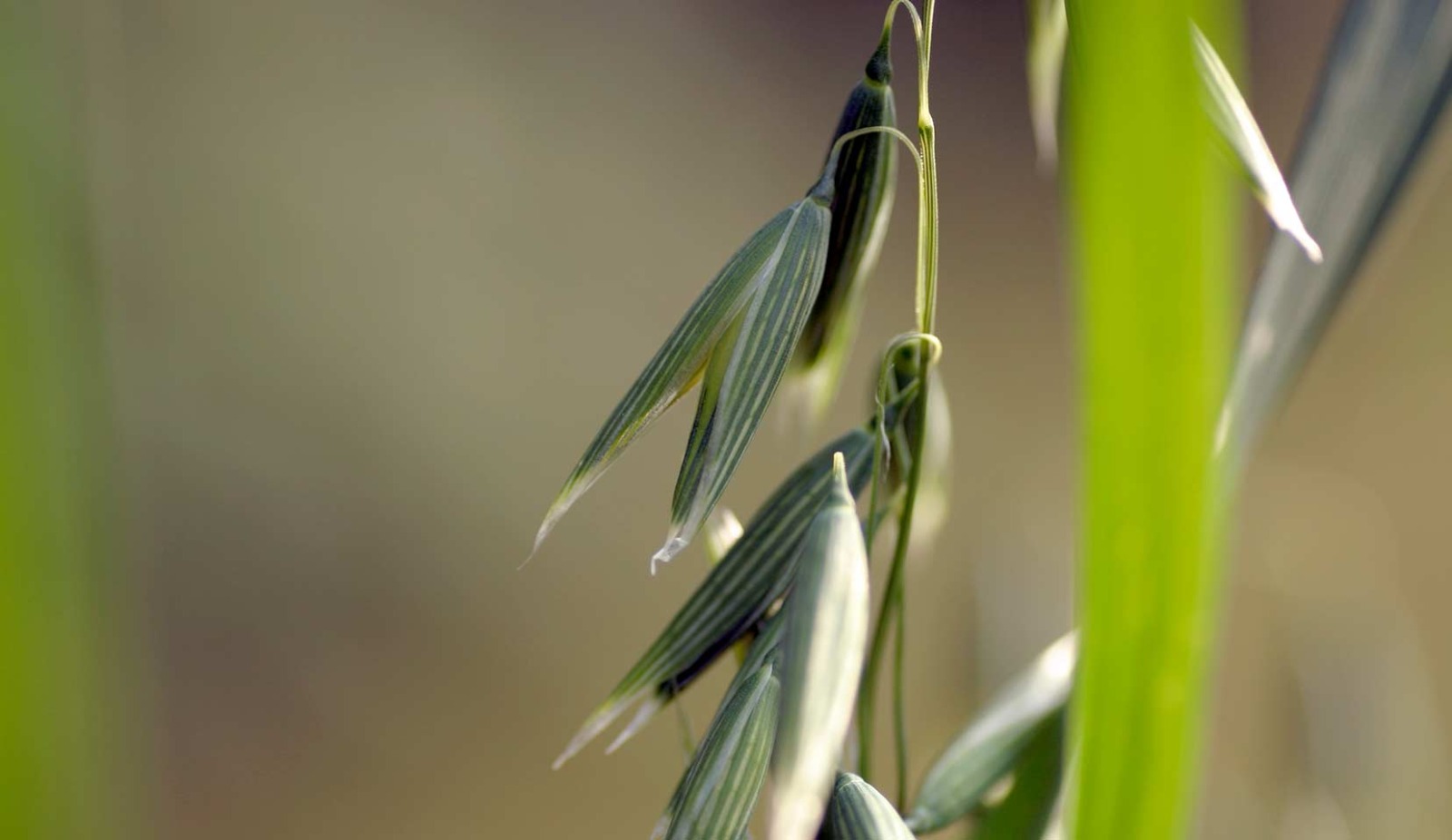 Las semillas de avena deberán ser fiscalizadas y esto generó polémica