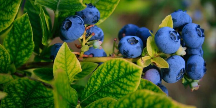 En cuatro años se duplicaron las exportaciones de arándanos