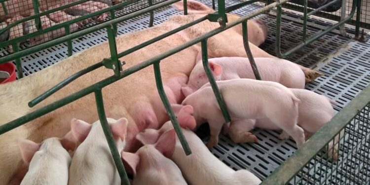 Los productores porcinos podrían recibir una nueva ayuda económica