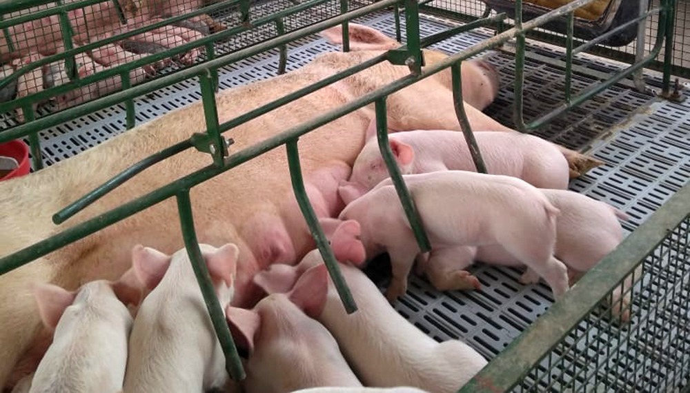 Los productores porcinos podrían recibir una nueva ayuda económica