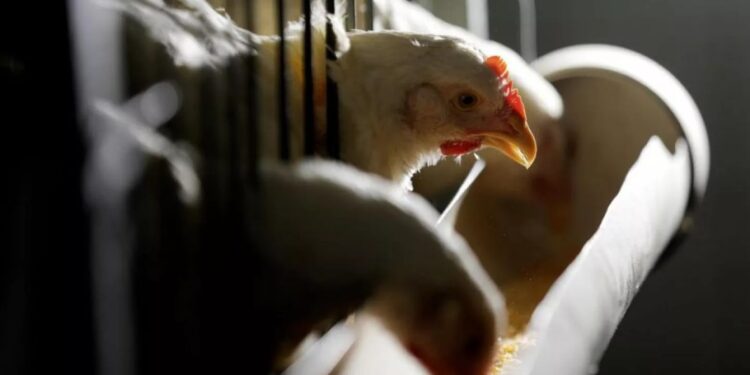 Gripe aviar: reportaron los primeros casos en Brasil