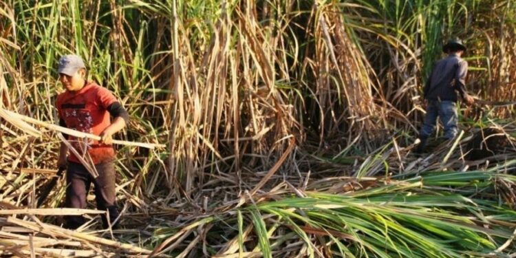 La zafra avanza lenta, con el azúcar a precio tonificado
