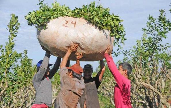 En Misiones buscan controlar la cosecha mecanizada de yerba mate