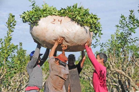 En Misiones buscan controlar la cosecha mecanizada de yerba mate