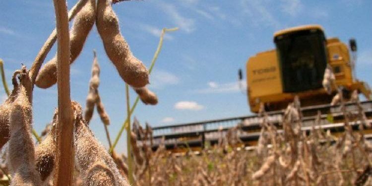 ACSOJA: «El productor se está quedando sin espalda financiera»