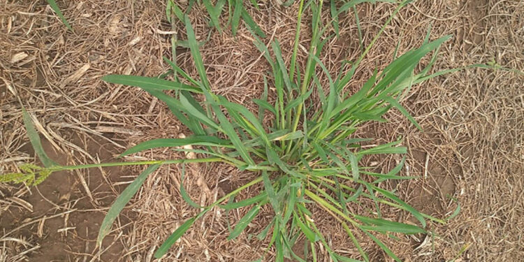 Alerta roja: Confirman una nueva maleza resistente al glifosato