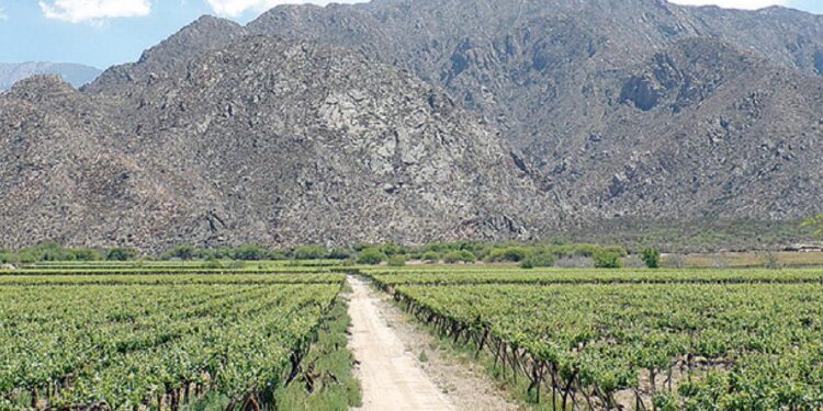 Este año disminuyó la producción de vid en Cafayate