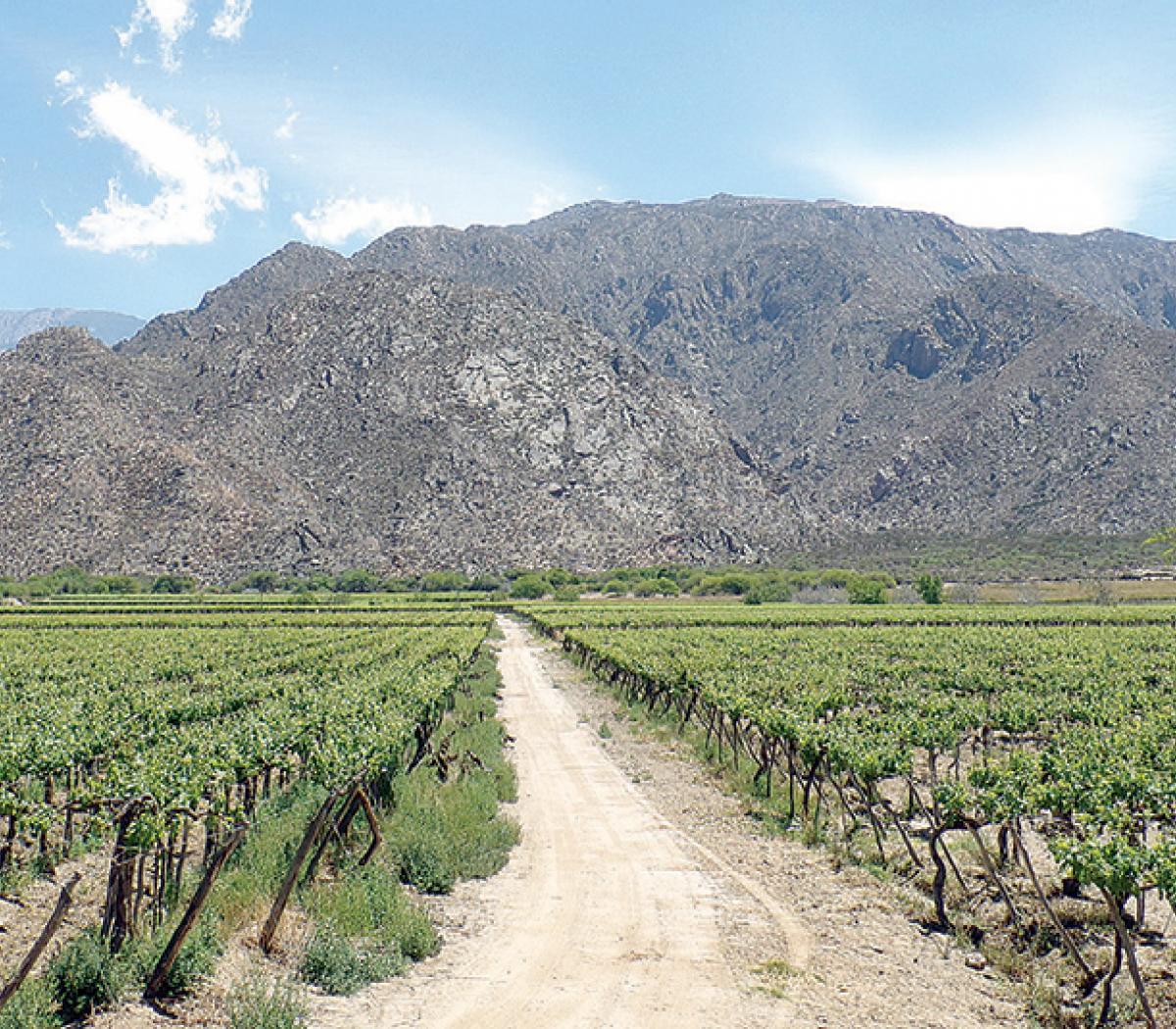 Este año disminuyó la producción de vid en Cafayate