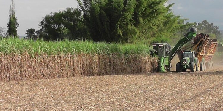 Desde la EEAOC estiman una producción de 14.000.354 toneladas de caña de azúcar