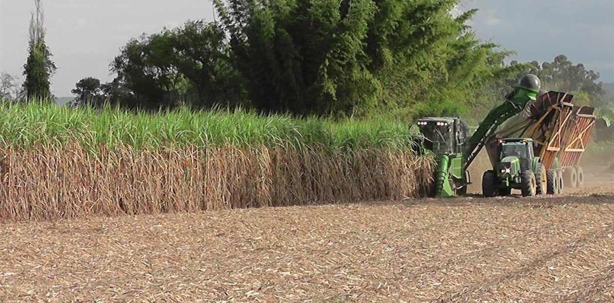 Desde la EEAOC estiman una producción de 14.000.354 toneladas de caña de azúcar