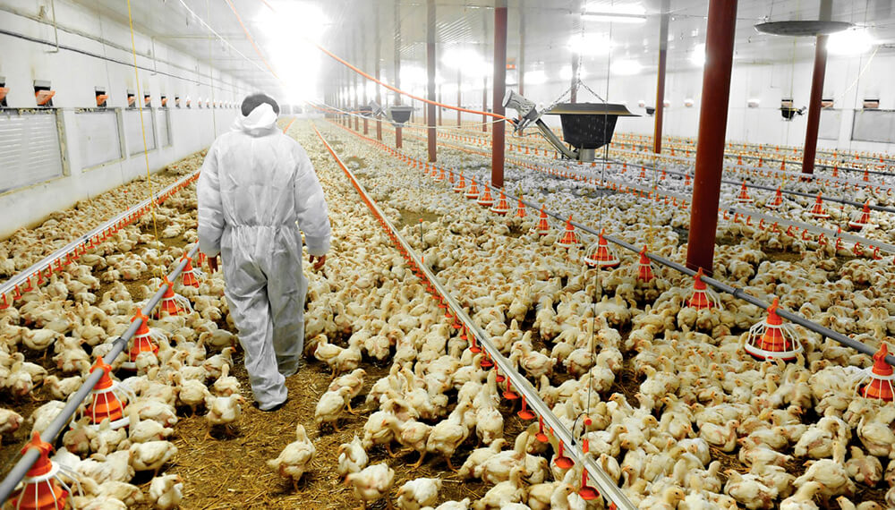 Nuevo programa de asistencia para productores avícolas por la gripe aviar