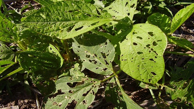 La importancia de la ecología química como herramienta del control de plagas