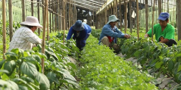 Reglamentan la Ley de “Reparación Histórica de la Agricultura Familiar para una Nueva Ruralidad”