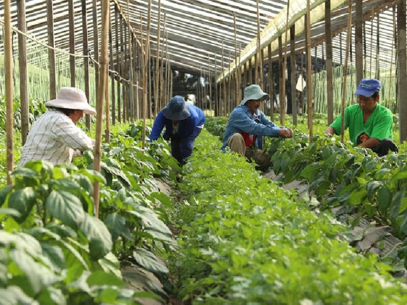 Reglamentan la Ley de “Reparación Histórica de la Agricultura Familiar para una Nueva Ruralidad”