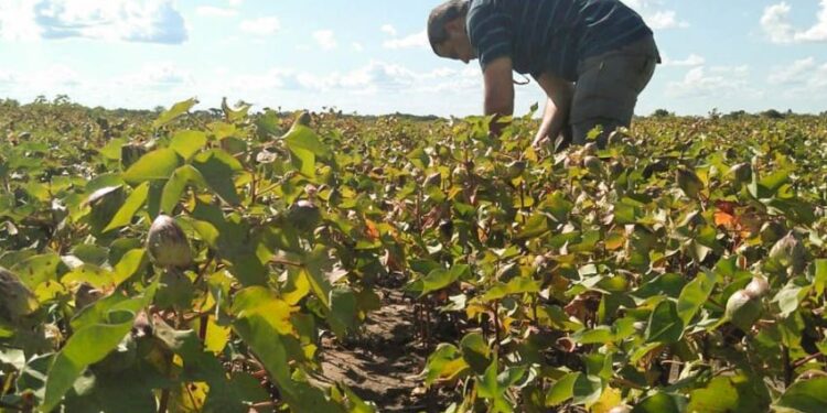 Acuerdan un aumento del 30% para trabajadores de semilleros