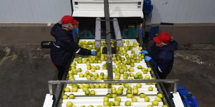 Tucumán adapta más fincas para la producción de limón orgánico