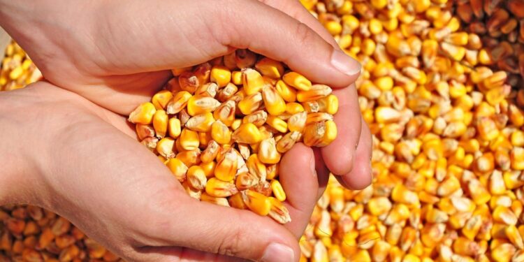 De la polenta a la bioeconomía y de cómo el maíz puede estar hasta en las zapatillas
