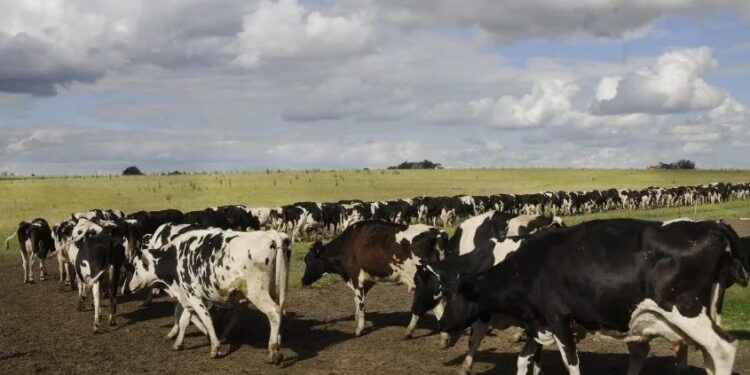 Uruguay produce leche para alimentar a 20 millones de personas