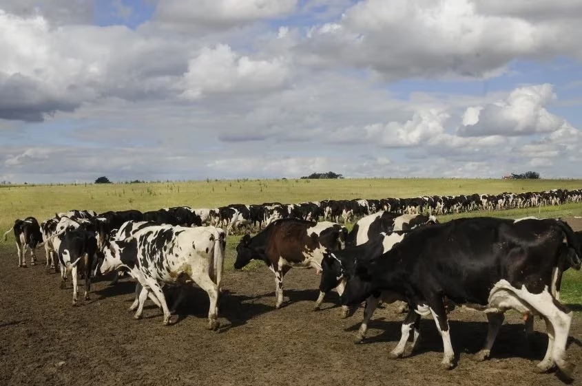 Uruguay produce leche para alimentar a 20 millones de personas