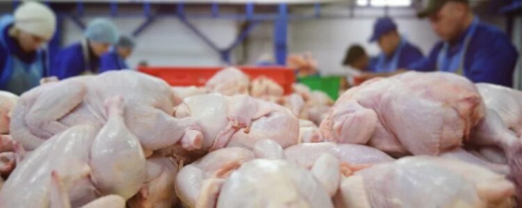 Gripe aviar: desde China llegó un alivio para la cadena avícola argentina