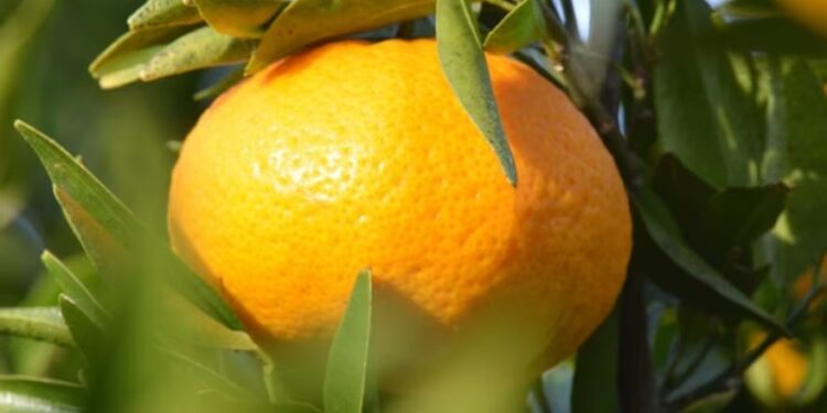 Investigadores argentinos avanzan en la creación de mandarinas sin semillas y fáciles de pelar