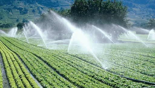 La importancia de la gestión del agua en la producción agropecuaria