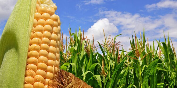 Se lanzó en Argentina el primer fertilizante biológico de aplicación foliar