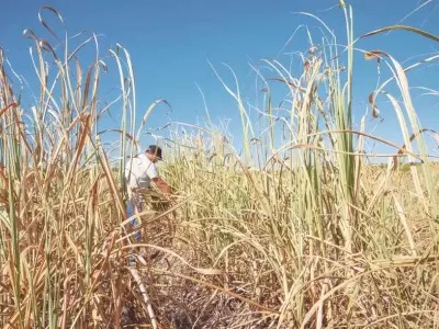 Caña, cítricos y gripe aviar: declaran la emergencia nacional para zonas de Jujuy, Salta y Neuquén