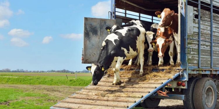El Senasa busca erradicar el transporte ilegal de animales y lanzó un plan de control