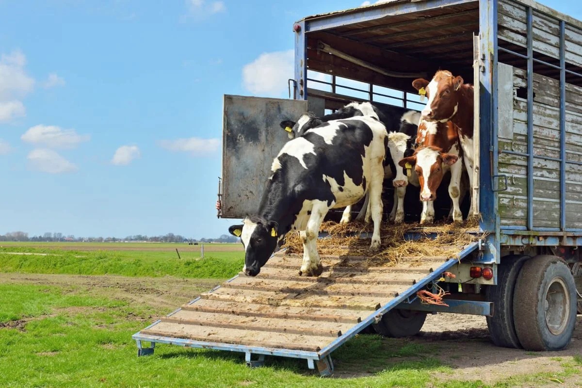 El Senasa busca erradicar el transporte ilegal de animales y lanzó un plan de control