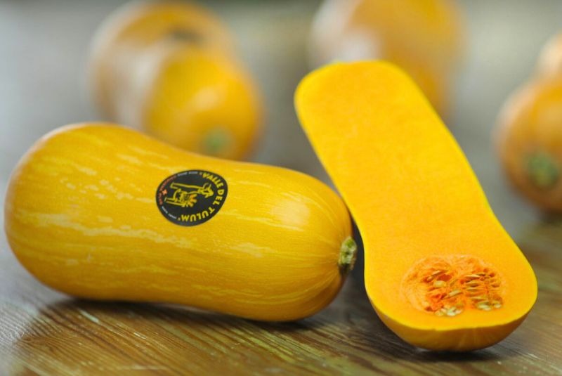 Coquena Argentum INTA: la variedad de zapallo que trasciende en Europa