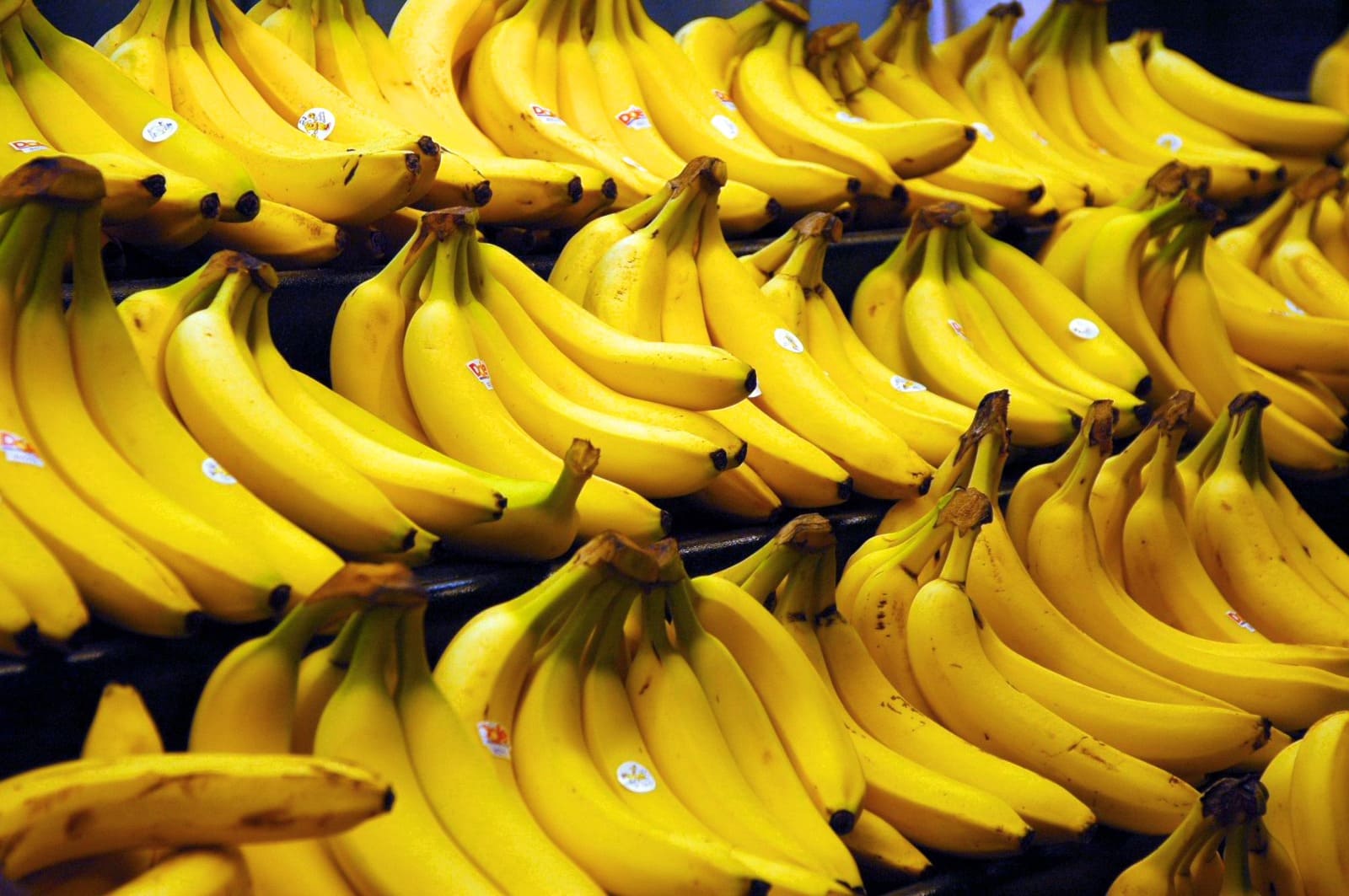 Mendoza: El Laboratorio comenzó a analizar plagas en bananas que provienen de Ecuador y Colombia