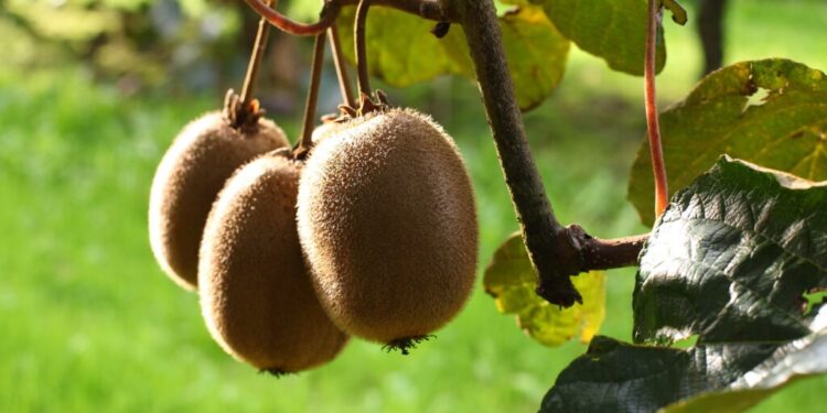 Una cooperativa de productores marcó un hito exportador con el kiwi y llegó a España