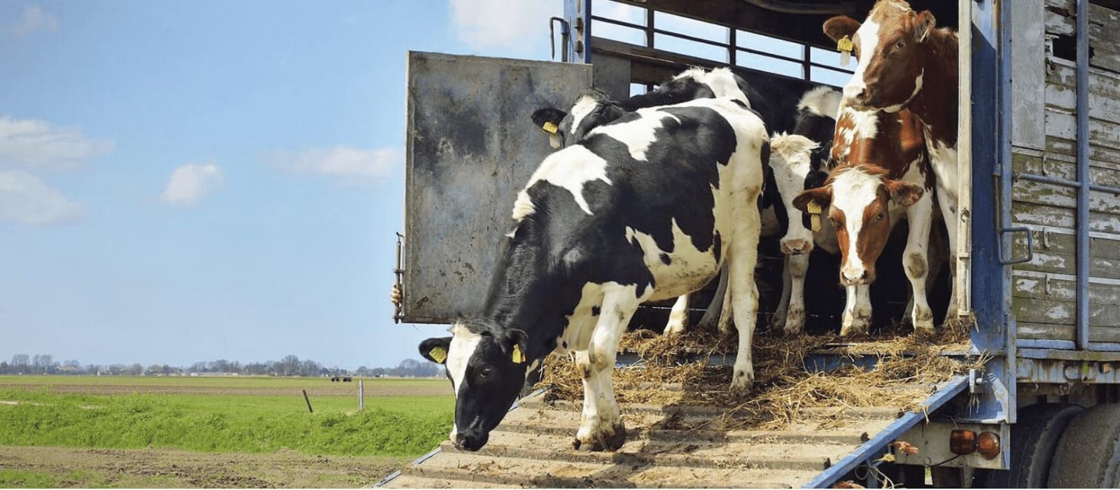 El campo rechaza el nuevo requisito para el movimiento de hacienda