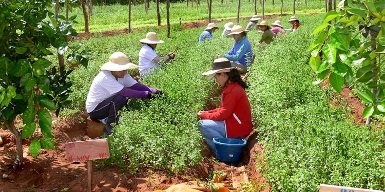 Durante la jornada de hoy Tucumán será el epicentro de la Agricultura Familiar