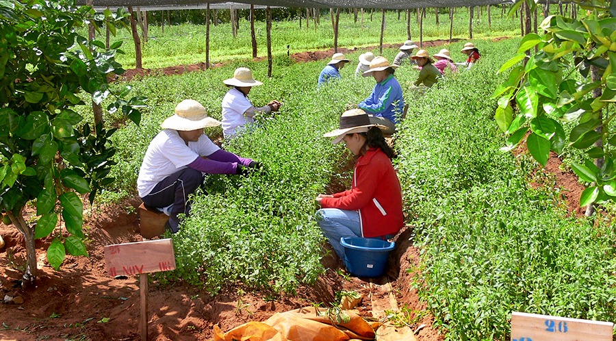 Durante la jornada de hoy Tucumán será el epicentro de la Agricultura Familiar