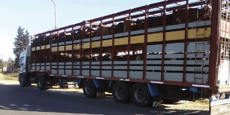 Transporte de hacienda: el Senasa suspendió la resolución duramente cuestionada por el agro