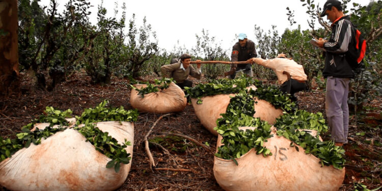 Por casos de operaciones con identidades falsas, el Instituto de la Yerba Mate actualizó su registro