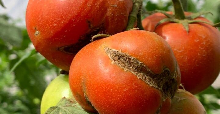 Alerta fitosanitaria por el virus rugoso del tomate, ¿cómo está la situación en nuestro país?
