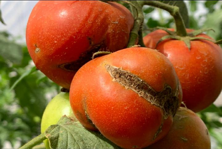 Alerta fitosanitaria por el virus rugoso del tomate, ¿cómo está la situación en nuestro país?
