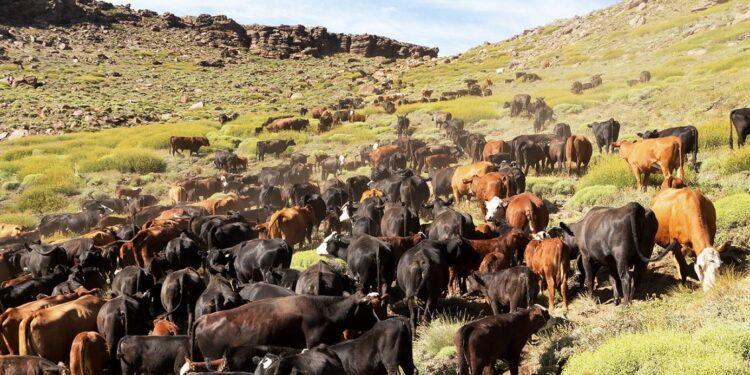 En el país se aplica un criterio equivocado para medir los CO2e emitidos por pastizales