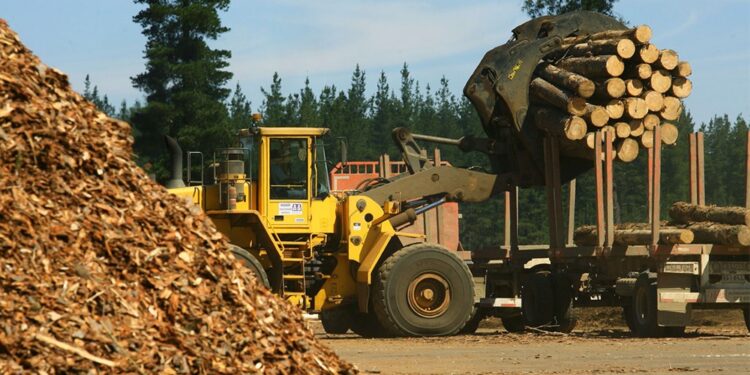 El plan estratégico 2030 del sector forestal: U$S 2.500 millones en exportaciones y 180.000 empleos más