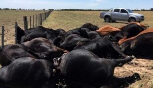 Reportaron una impresionante muerte de hacienda en Corrientes