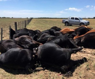 Reportaron una impresionante muerte de hacienda en Corrientes