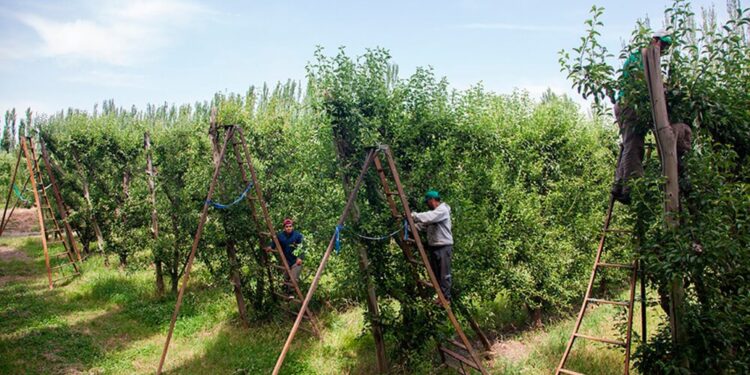 Trabajo rural: la UATRE reclama que trabajo temporario y planes sociales sean compatibles por ley