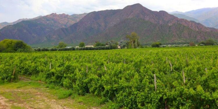 Con micropropagación clonal, en Mendoza y Salta logran mejorar la producción de la vid