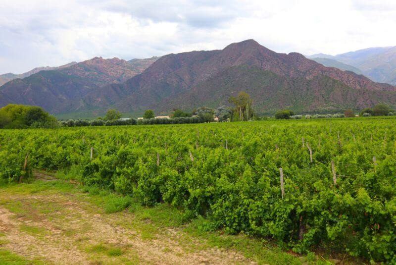 Con micropropagación clonal, en Mendoza y Salta logran mejorar la producción de la vid