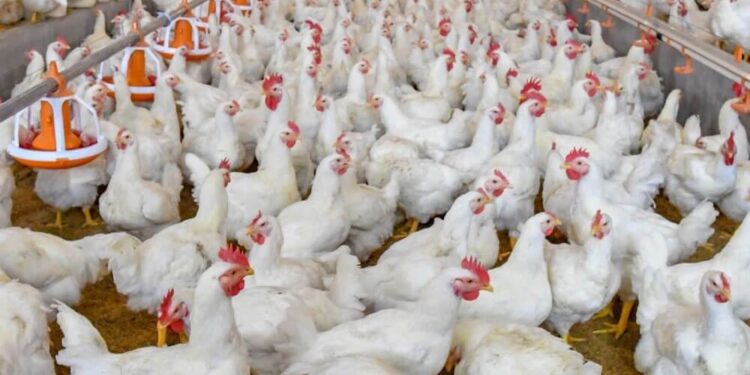 Argentina faenará 1.000 millones de pollos y la producción crecerá 3%, pese a la gripe aviar
