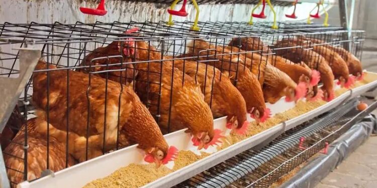 Día de la Avicultura: el Senasa destacó la importancia de la sanidad aviar