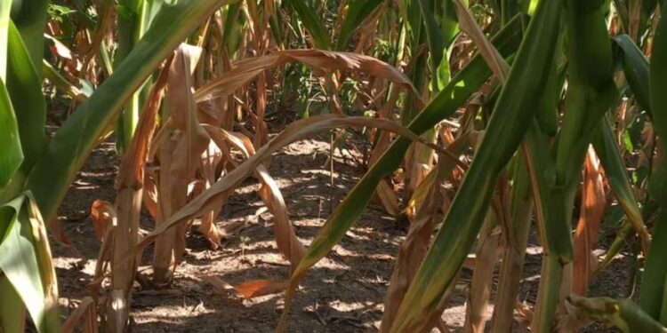 El clima sigue complicando la evolución de los cultivos en Estados Unidos: qué se espera para la Argentina